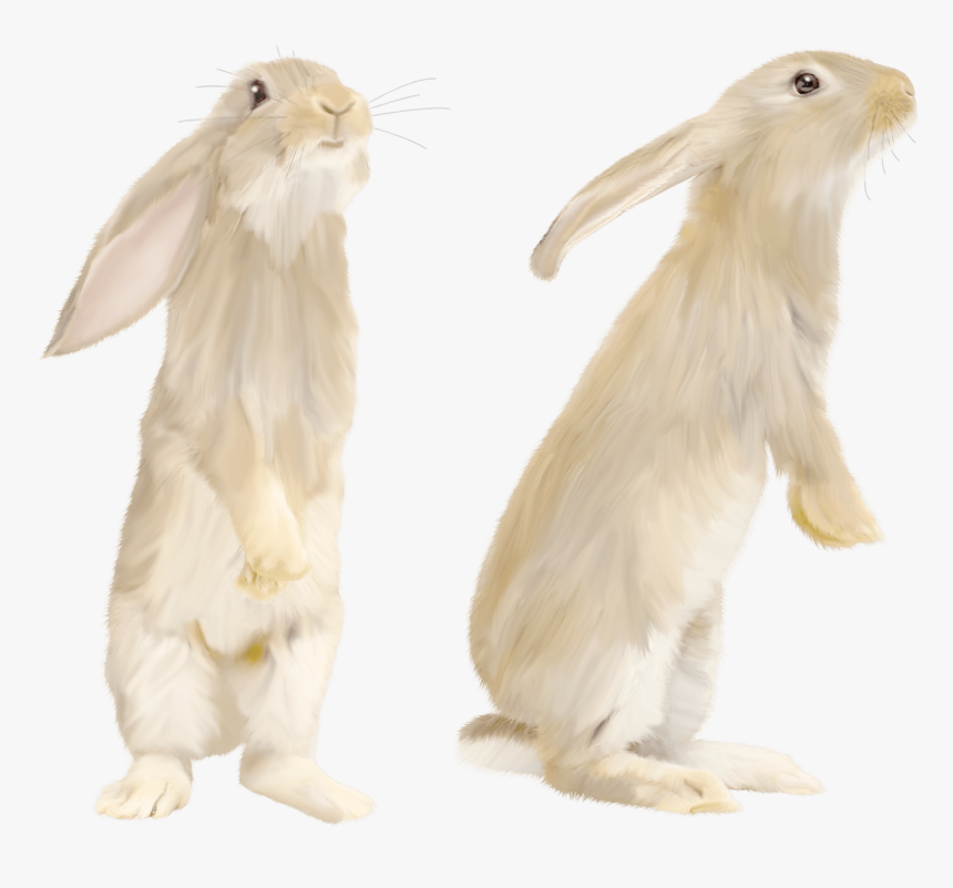 Cute Gray Rabbit Standing On His Feet Png Image - White Rabbit Standing Png, Transparent Png