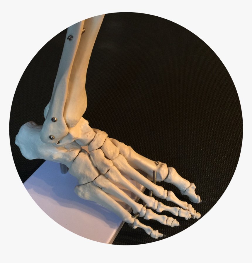 Bone, HD Png Download