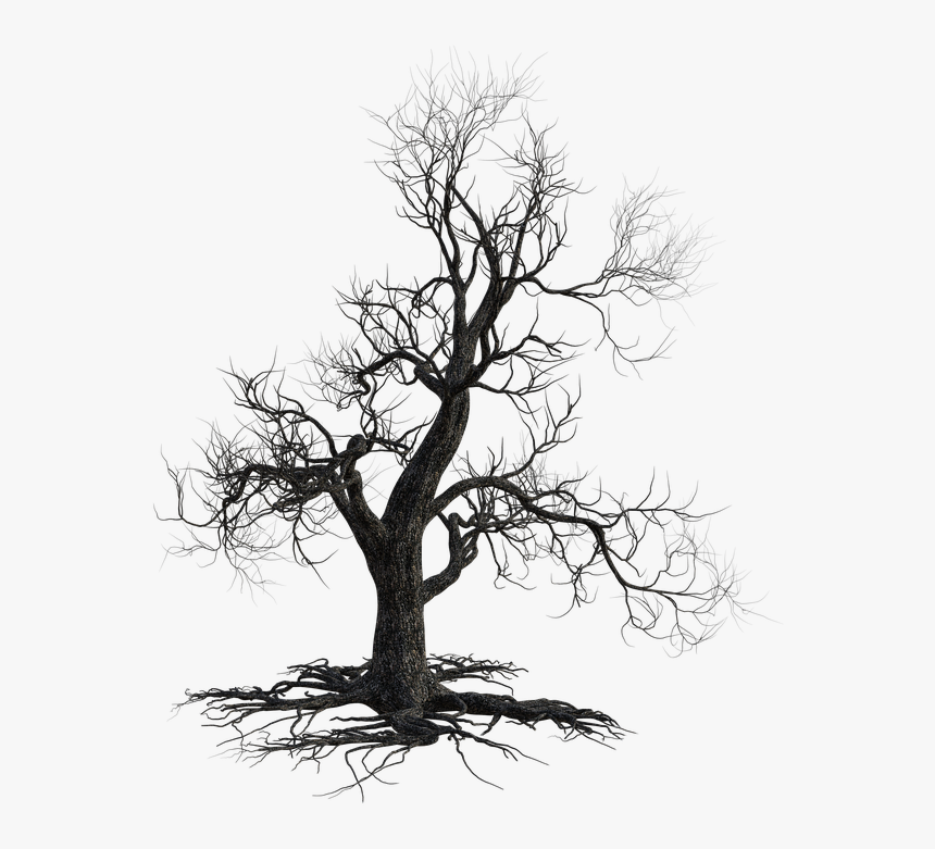 Dead Tree Scary Halloween Nature Autumn Old California Live