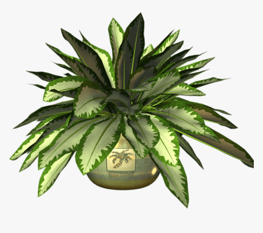 Ot Plant Clipart Botany - Agave Azul, HD Png Download