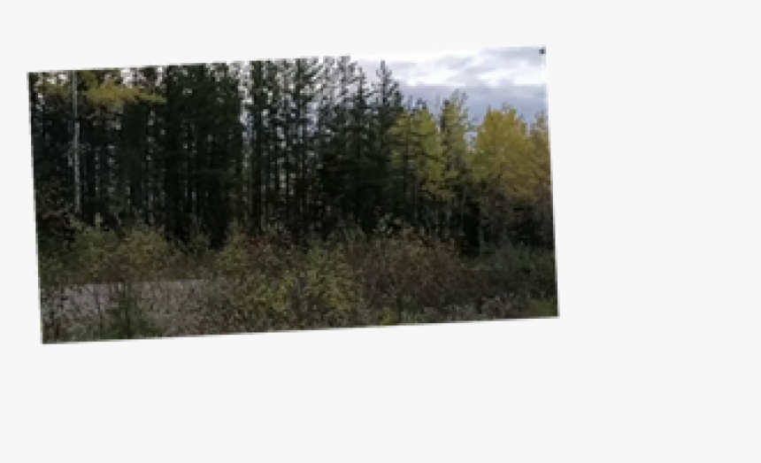 Shortleaf Black Spruce, HD Png Download