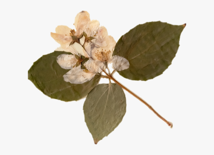 Mock Orange, HD Png Download