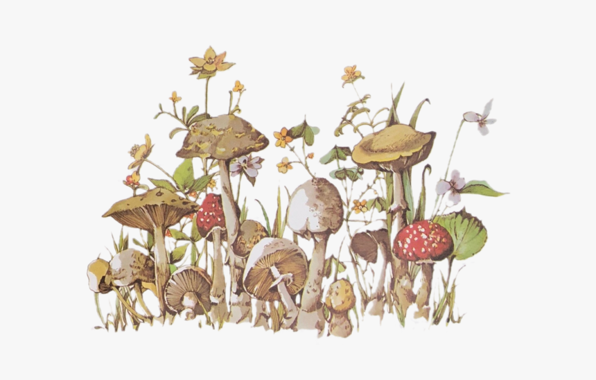 Lily, HD Png Download