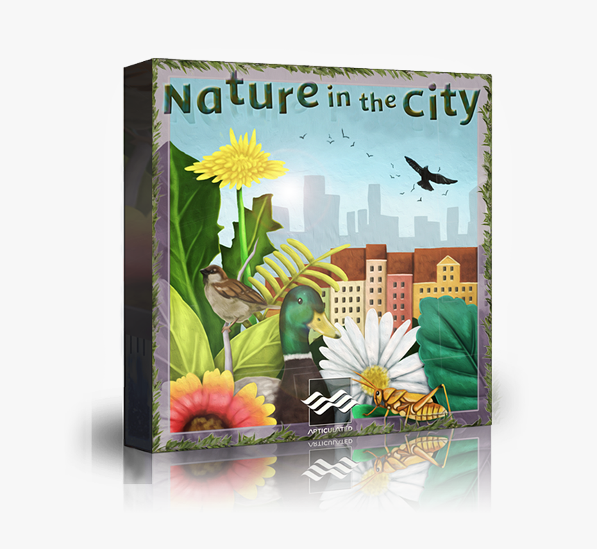 African Daisy, HD Png Download