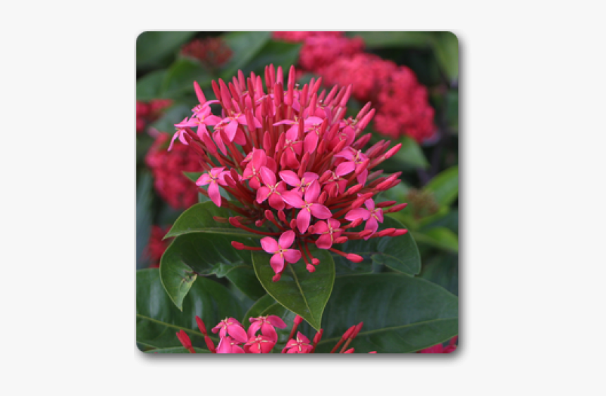 Clip Art Ixora Long Singapuri Pink - Pink Flower Ixora, HD Png Download
