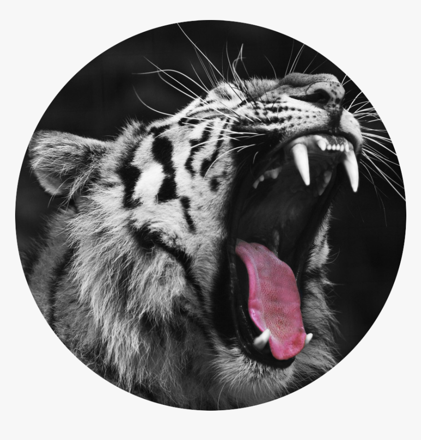 Fang Transparent Tumblr - Angry Tiger Images Hd, HD Png Download