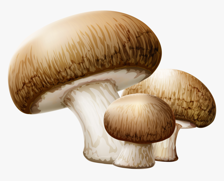 Mushroom Clipart Collection - Mushrooms Png, Transparent Png