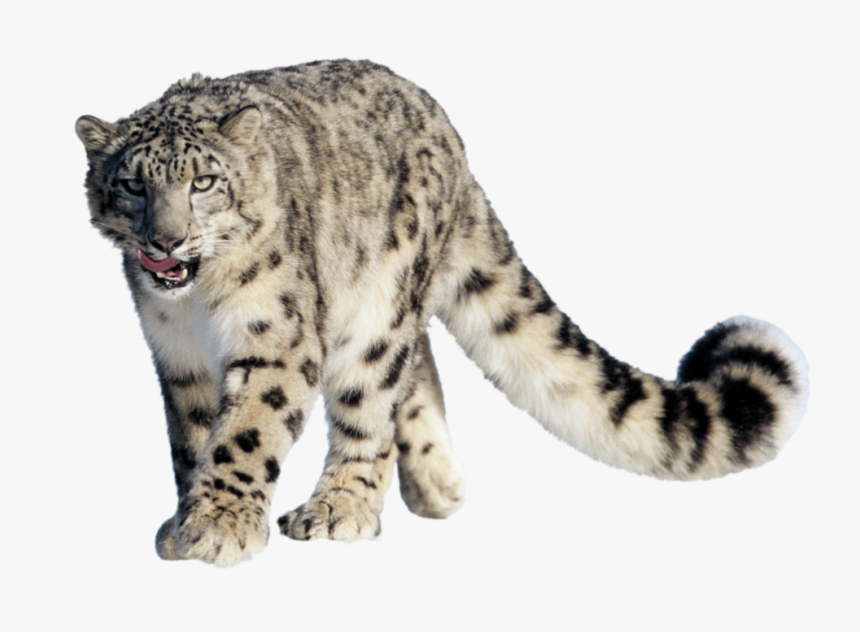 Snow Leopard Hemis National Park, HD Png Download