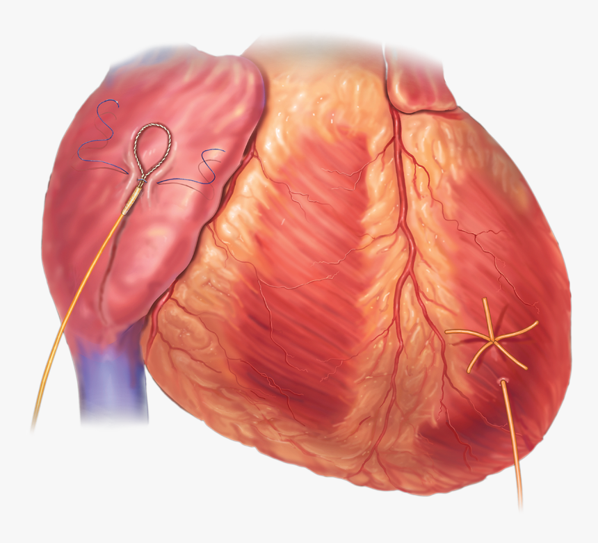 Tongue, HD Png Download