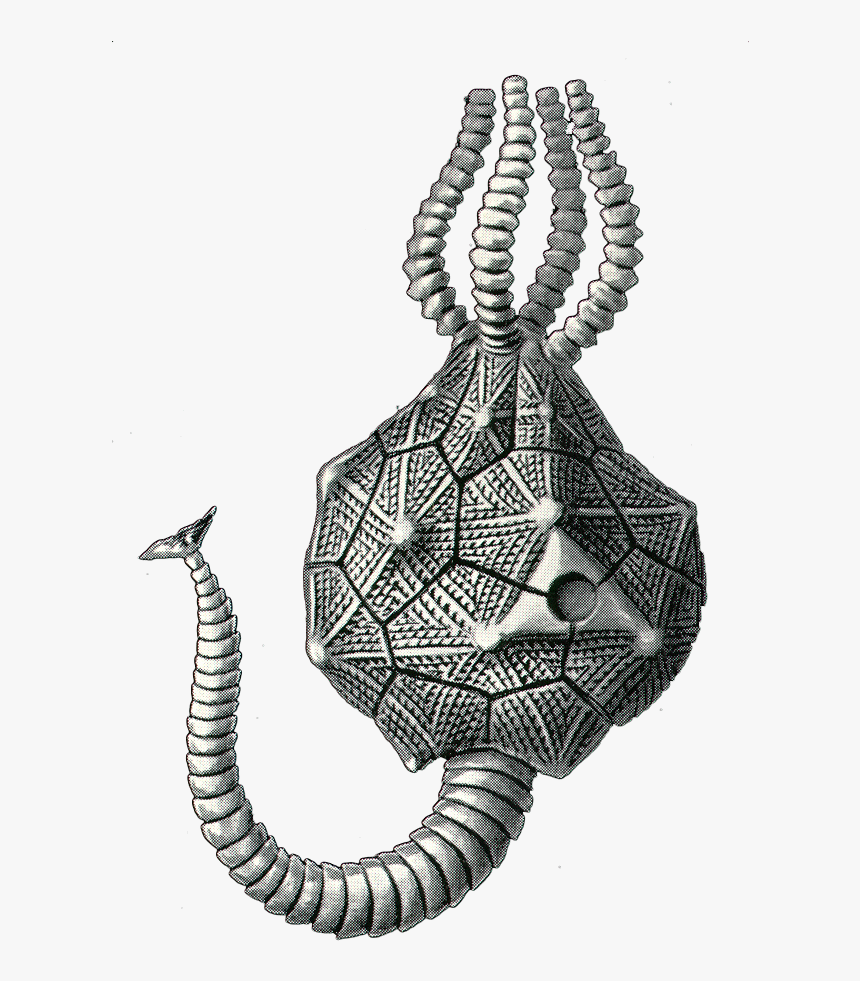 Illustration, HD Png Download