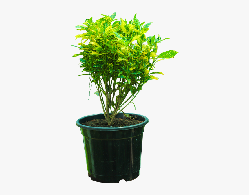 Croton Gold Dust - Gold Dust Croton Big, HD Png Download