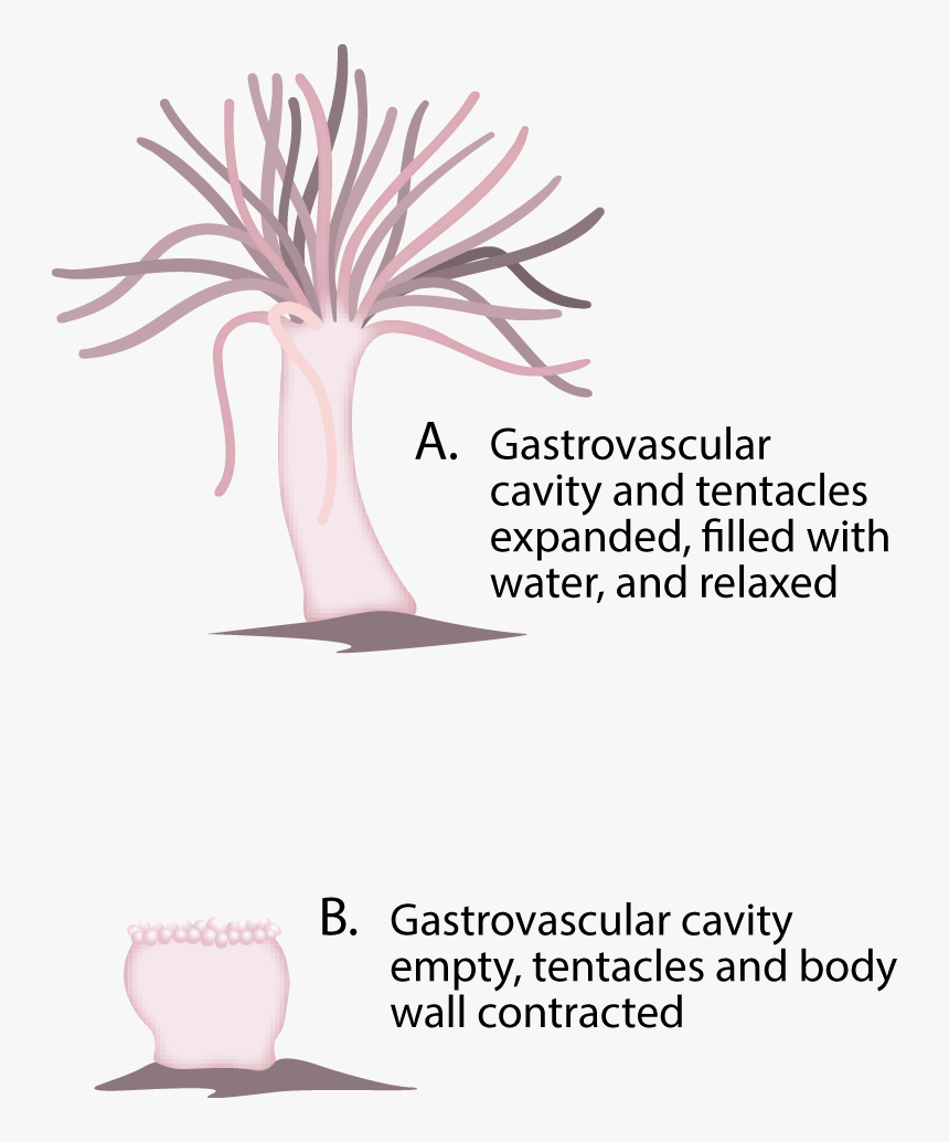 Hydrostatic Skeleton In Sea Anemone, HD Png Download