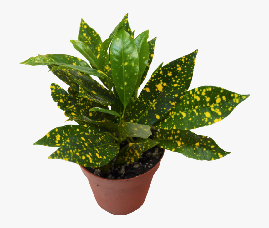 Gold Dust - Garden Croton, HD Png Download