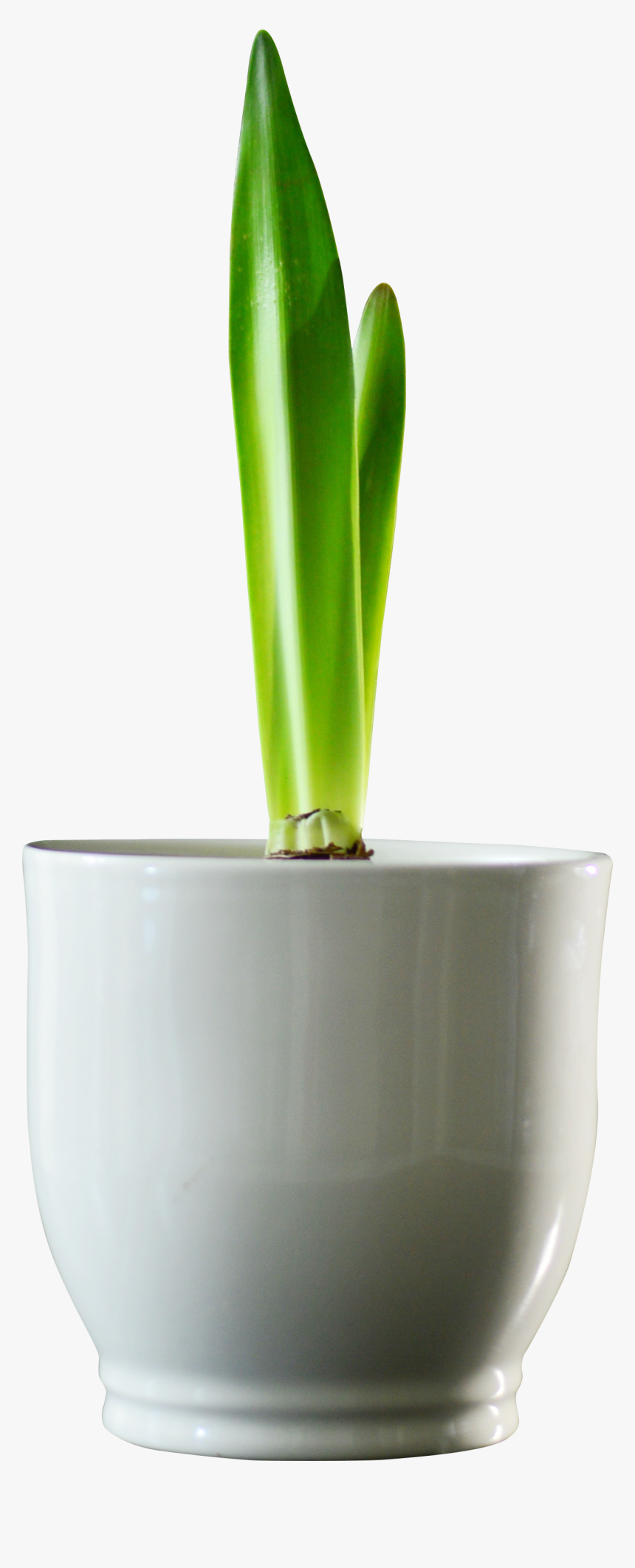 Vase, HD Png Download