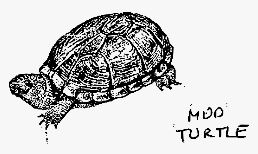 Mud Turtle Clip Arts - Zołw Blotny Do Kolorowania, HD Png Download