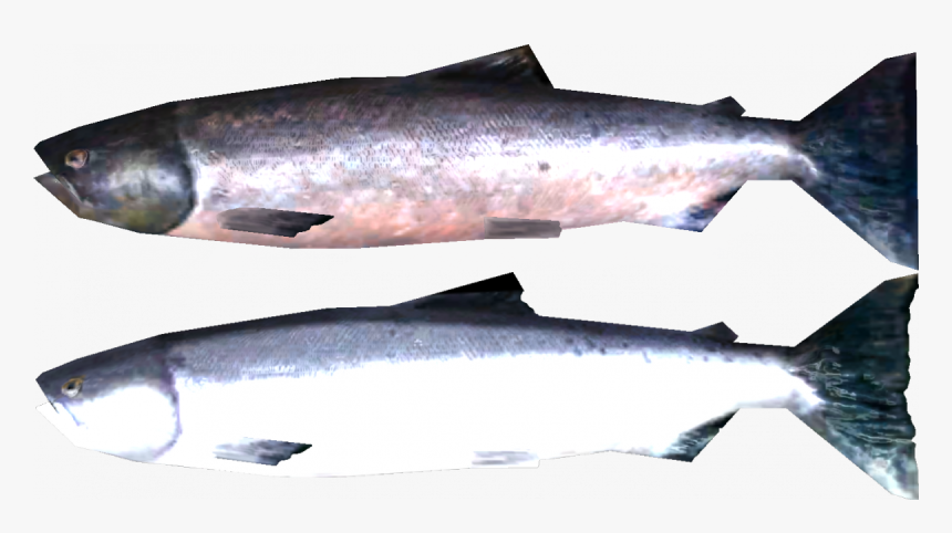 Transparent Salmon Png - Skyrim Salmon, Png Download