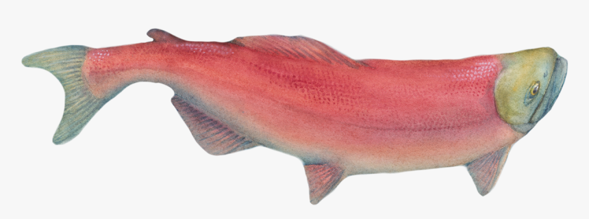 Sockeye Salmon, HD Png Download