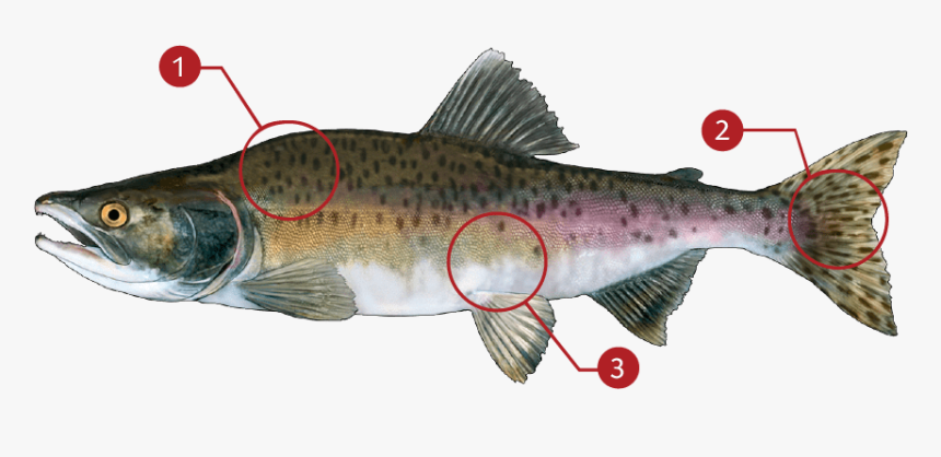 Salmon Png, Transparent Png