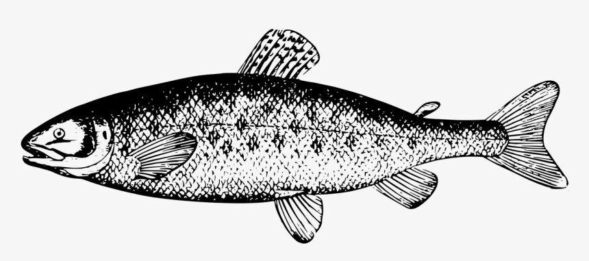 Salmon Clipart Black And White, HD Png Download
