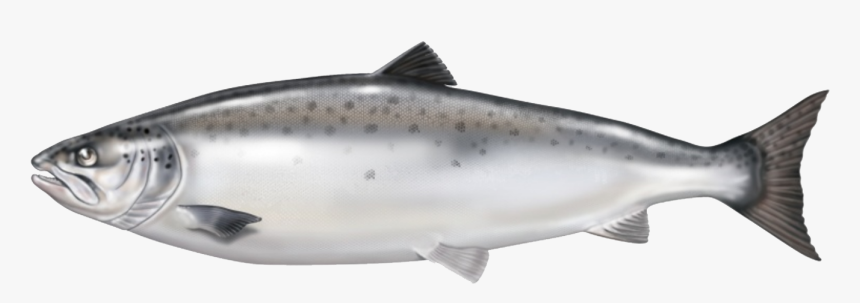 Atlantic Salmon From Norway Is Our Raw Material Base - Salmon Fish No Background, HD Png Download