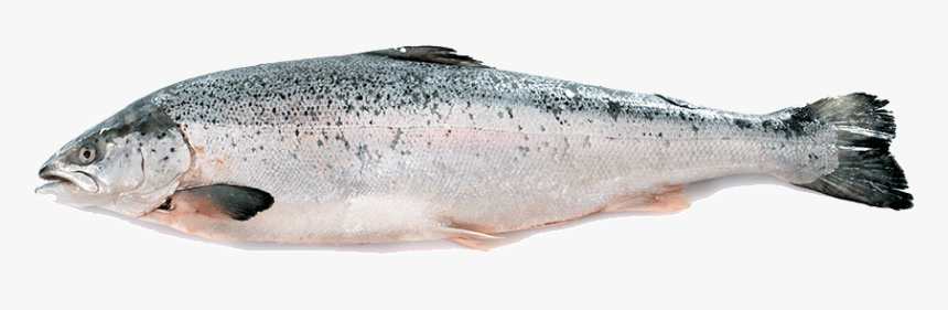 Oily-fish - Salmerino Trentino, HD Png Download