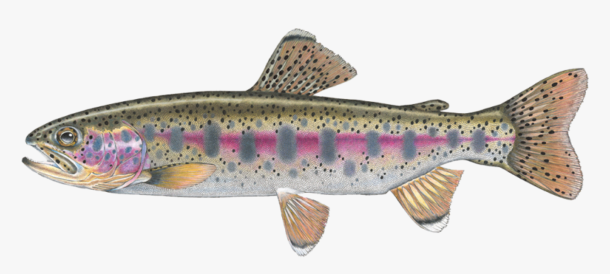 Salmon Cutthroat Trout Confluence Fly Shop Fall River - Rainbow Trout, HD Png Download