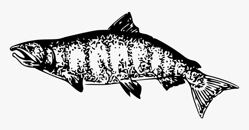 Clip Art Drawing Vector Graphics Image Salmon - Coregonus Lavaretus, HD Png Download