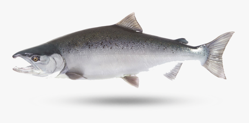 Coho Salmon - Sockeye Salmon, HD Png Download
