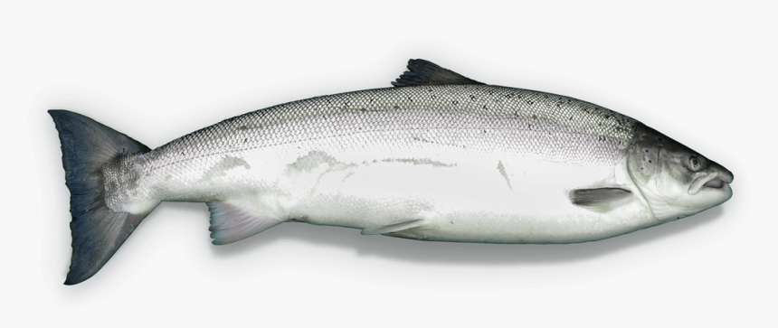 Salmon Clipart Milkfish - Trout, HD Png Download