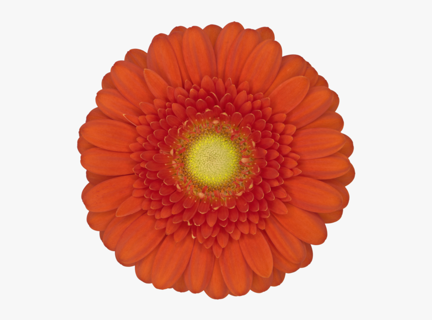 Party Favor, HD Png Download