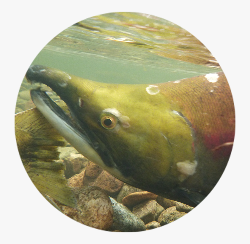 Chinook Salmon - Eel, HD Png Download