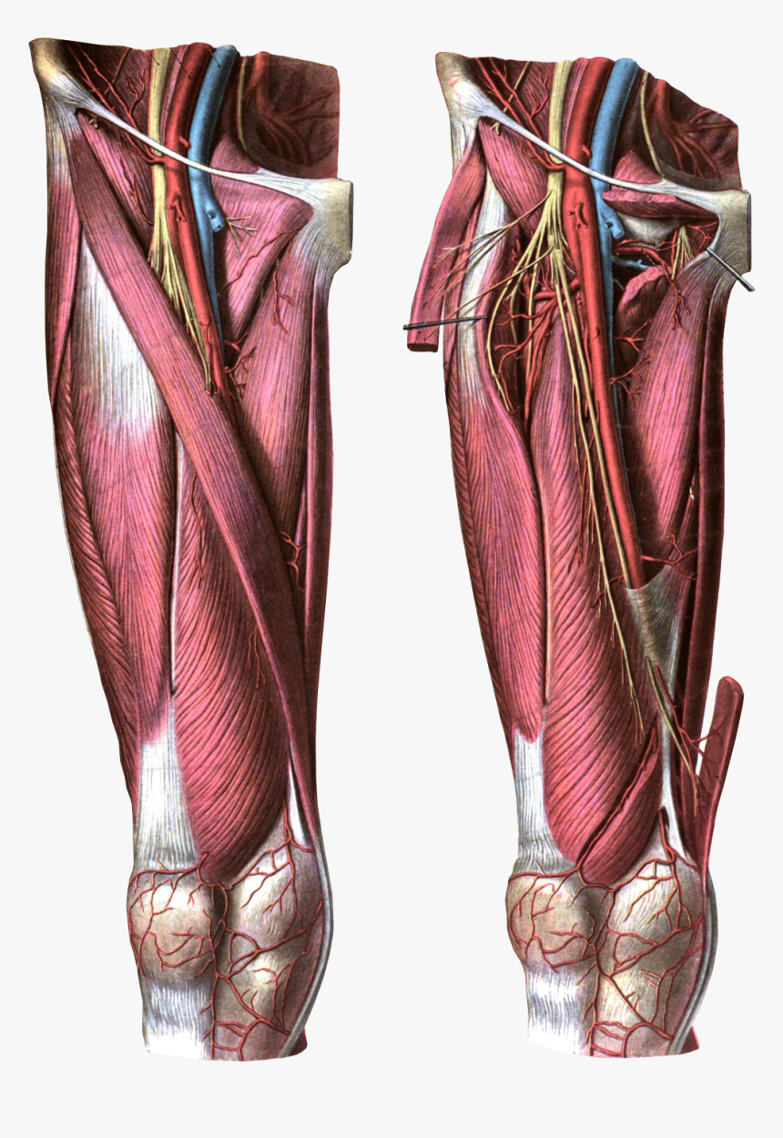 Anterior View Of The Thigh - Femoral Artery, HD Png Download