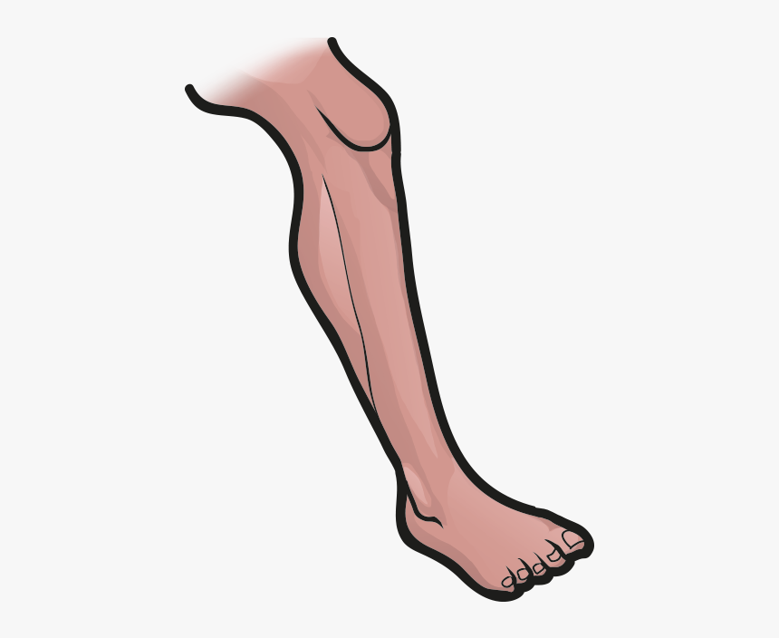 Leg, HD Png Download