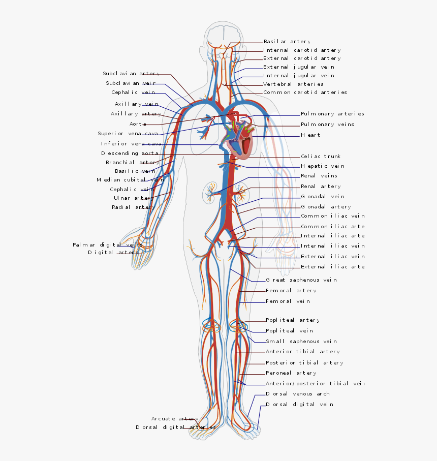 Circulatory System En - Circulatory System Diagram, HD Png Download