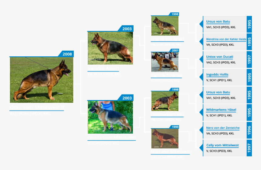Stud Dog Va1 Odin Vom Mittelwest - Old German Shepherd Dog, HD Png Download