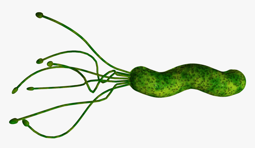 Bacteria Png - Helicobacter Bug, Transparent Png