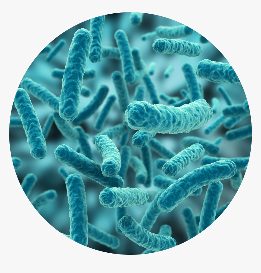 Bacteria Png Hd - Transparent Bacteria Png, Png Download