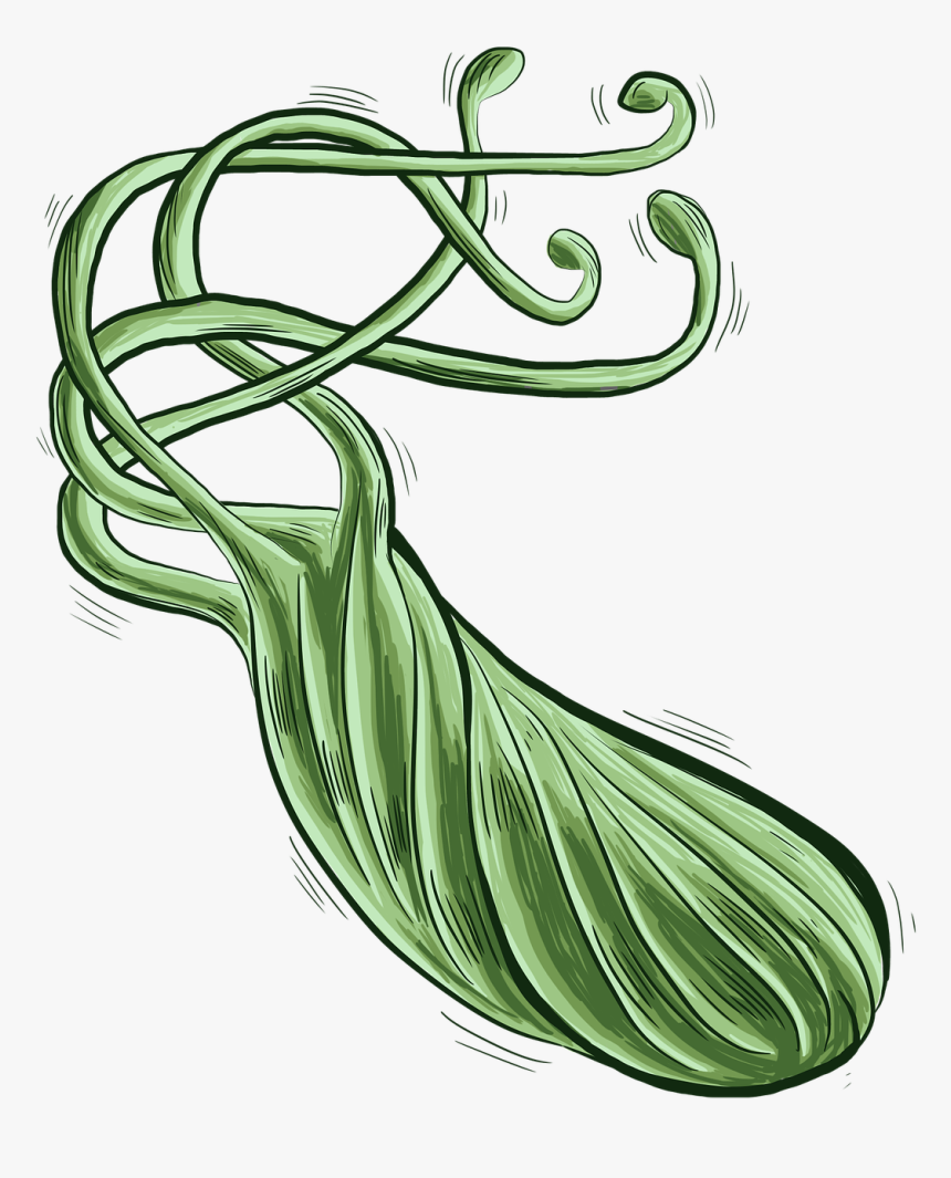 Bacteria Helicobacter Pylori Png, Transparent Png