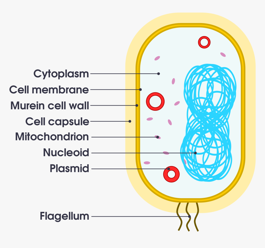 Simple Bacteria Cell Diagram, HD Png Download