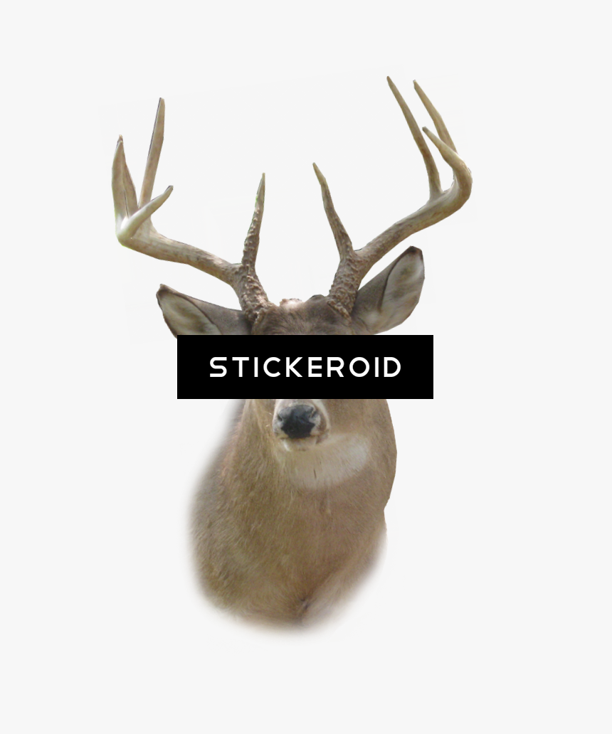 Deer Head Png - Deer Head, Transparent Png