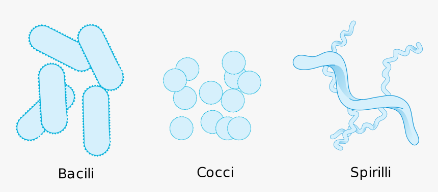 Bacteria Drawing At Getdrawings - Shape Of Bacteria, HD Png Download