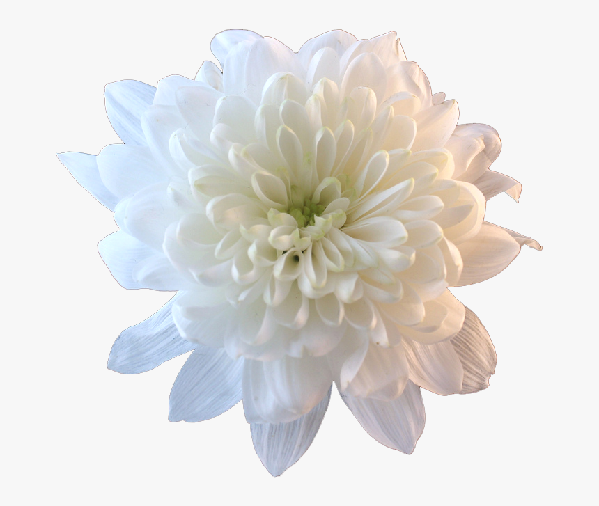 Flower Png Tumblr Flowers - Chrysanthemum Transparent, Png Download