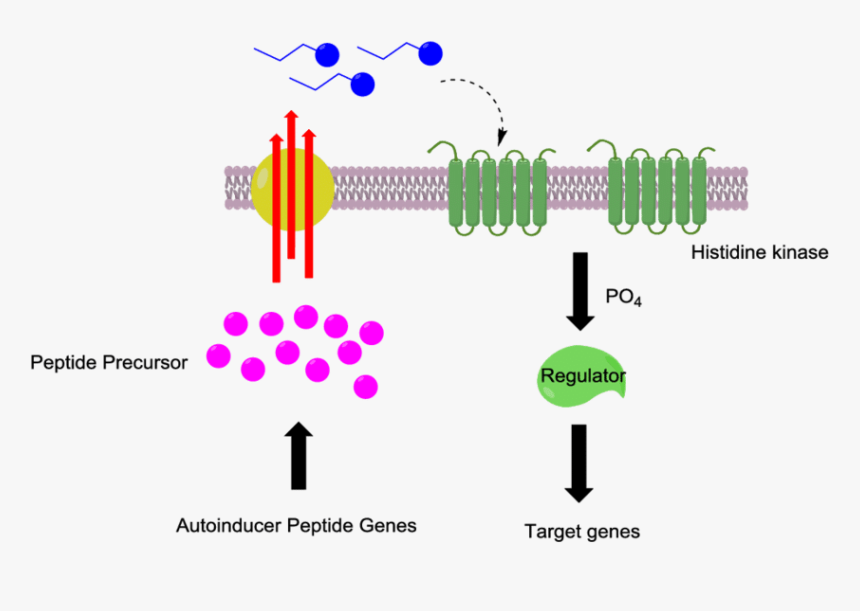 Gram Positive Bacteria Scheme, HD Png Download