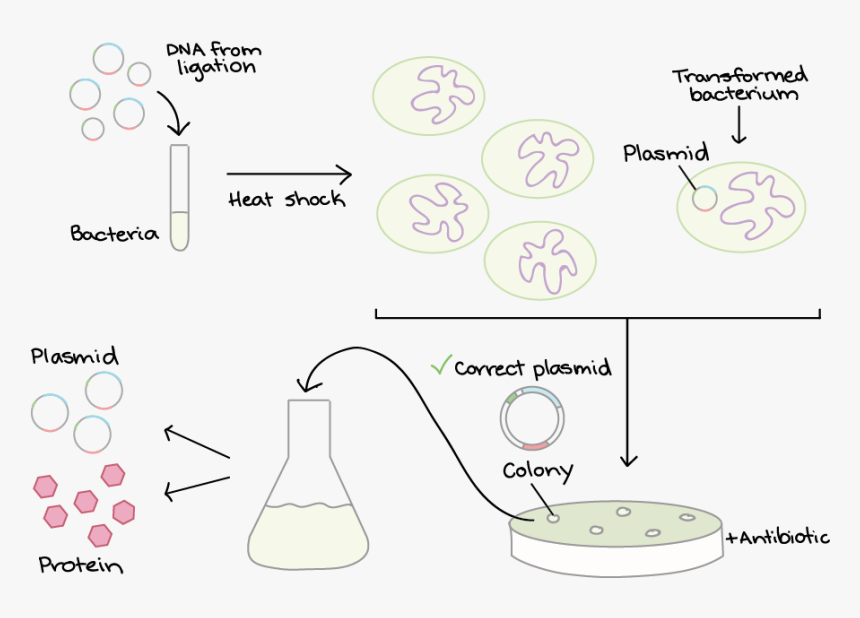 Transformação Por Choque Térmico, HD Png Download