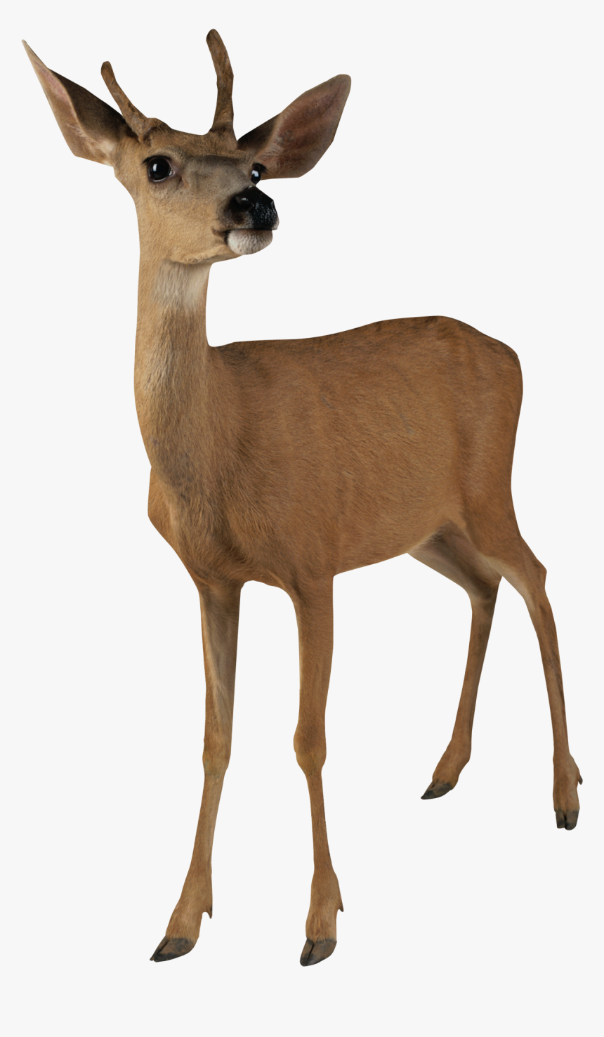 Deer Head Png - Deer Transparent Png, Png Download