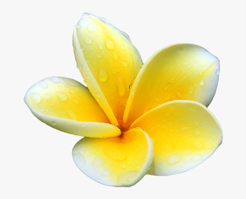 Download Plumeria Png Picture For Designing Projects - Transparent Background Plumeria Png, Png Download