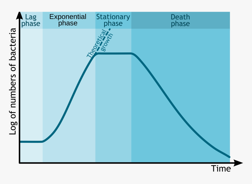 Bacterial Growth Curve, HD Png Download