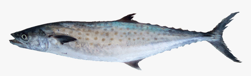 Carite-lucio - King Fish Hd Png, Transparent Png
