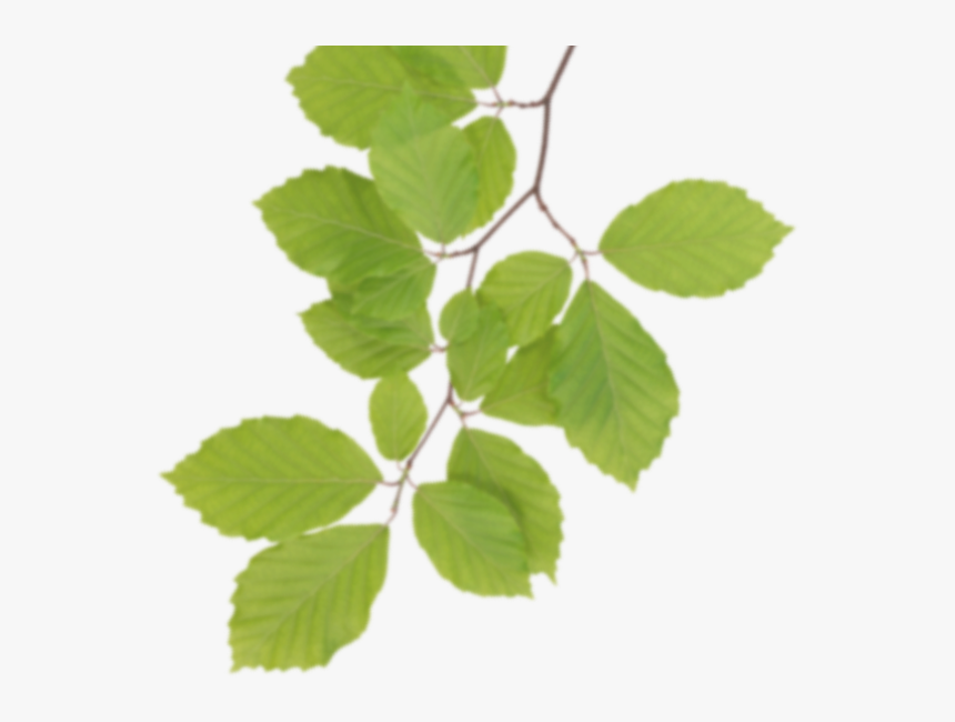 Transparent Mayilpeeli Png, Png Download