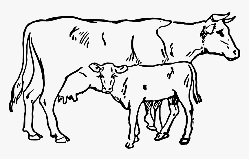 Indian Cow With Calf Png - Cow And Calf Drawing, Transparent Png